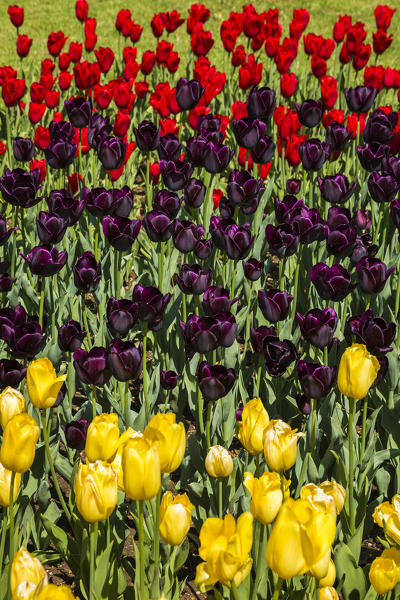 Multicolor Tulips blooming, Valeggio sul Mincio, Verona province, Veneto, Italy, Europe