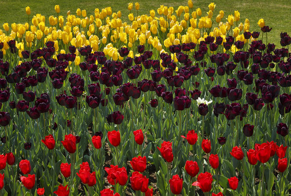 Multicolor Tulips blooming, Valeggio sul Mincio, Verona province, Veneto, Italy, Europe