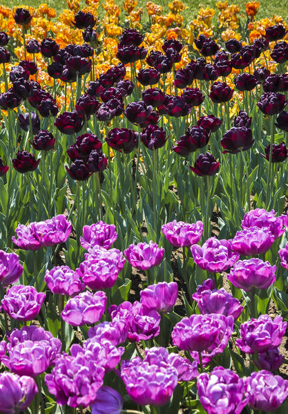 Multicolor Tulips blooming, Valeggio sul Mincio, Verona province, Veneto, Italy, Europe