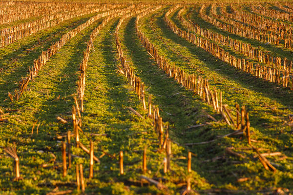 Cornfield in winter at sunset, Como province, Lombardy, Italy, Europe