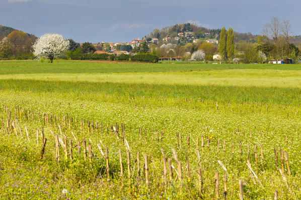 Spring in the countryside, Como province, Lombardy, Italy, Europe