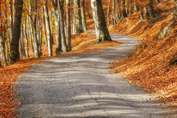 Autumn road, Intelvi valley, Como province, Lombardy, Italy, Europe