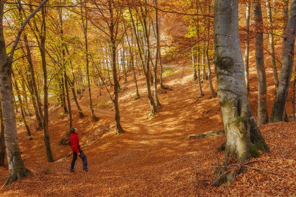 Hiker admire the woods in Autumn, Intelvi valley, Como province, Lombardy, Italy, Europe (MR)