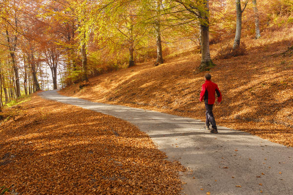 Hiker walks on the road and through the autumn woods, Intelvi valley, Como province, Lombardy, Italy, Europe (MR)