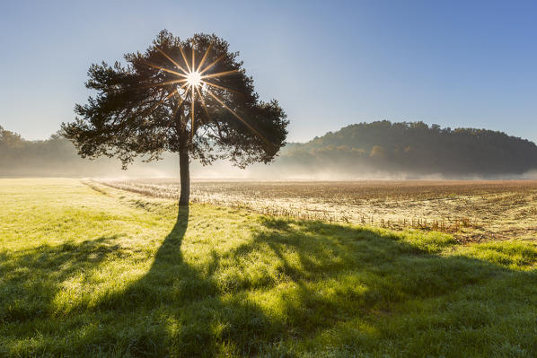 Lonely tree at sunrise, Colverde, Como province, Lombardy, Italy, Europe