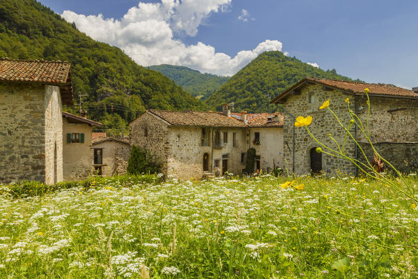Flowers on the meadows of Cornello dei Tasso, Camerata Cornello, Bergamo province, Brembana valley, Lombardy, Italy, Europe
