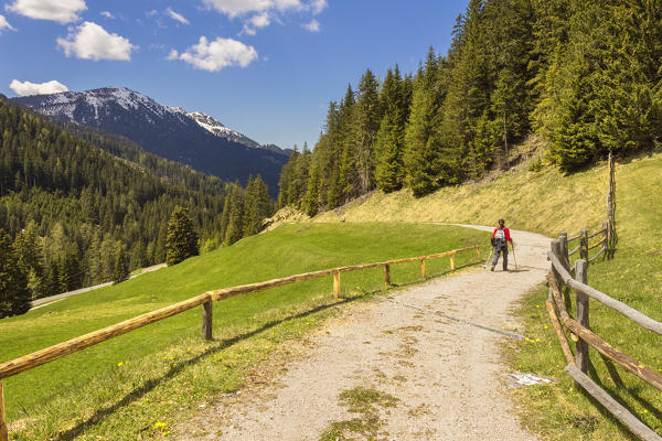 Hiker walks on Sentiero natura, Parco naturale Puez Odle, Funes valley, South Tyrol, Trentino Alto Adige, Bolzano province, Italy, Europe (MR)