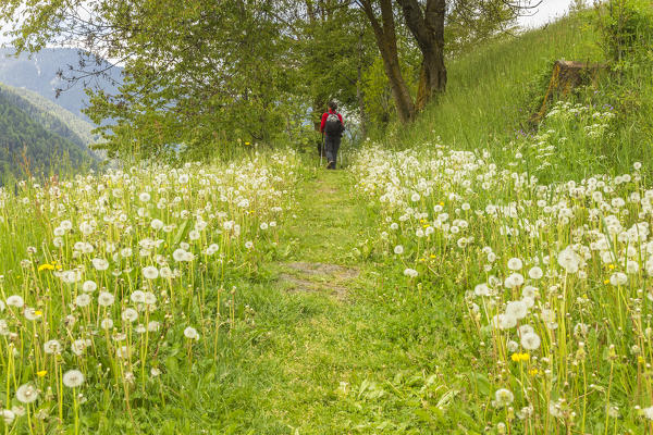 Hiker walks on path of Santa Magdalena with dandelion bloom, Funes valley, South Tyrol, Trentino Alto Adige, Bolzano province, Italy, Europe (MR)
