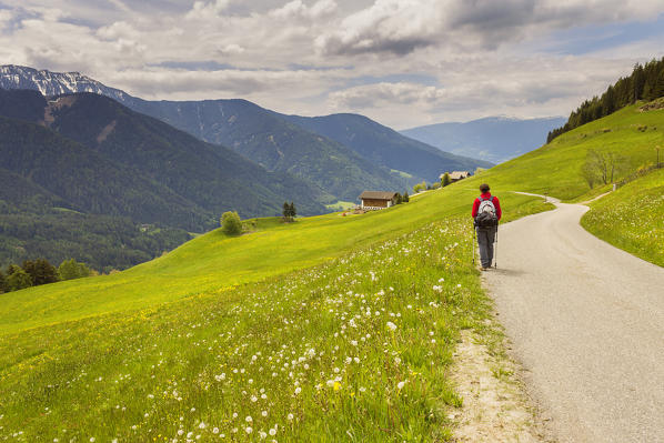 Hiker walks on path, Santa Magdalena, Funes valley, South Tyrol, Trentino Alto Adige, Bolzano province, Italy, Europe (MR)