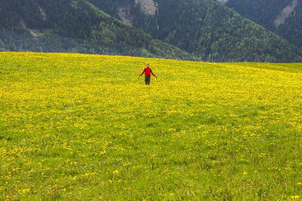 Hiker into a taraxacum meadow, Santa Magdalena, Funes valley, South Tyrol, Trentino Alto Adige, Bolzano province, Italy, Europe (MR)
