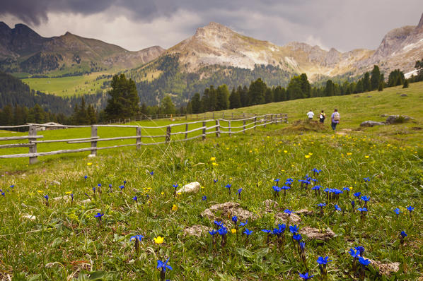 Hikers walking on meadows of Funes valley, South Tyrol, Trentino Alto Adige, Bolzano province, Italy, Europe