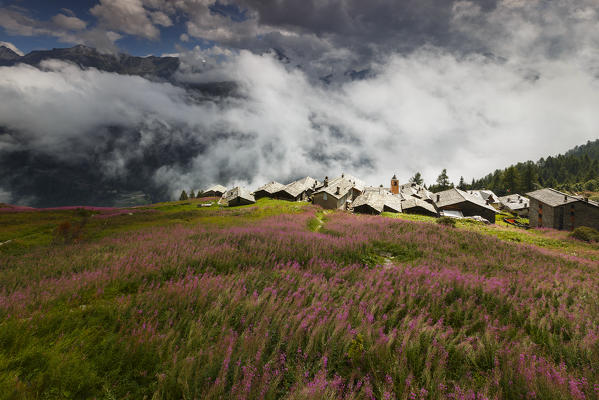 Sun ray on Starleggia village with Willowherb (epilobium) blooming, Spluga valley, Campodolcino, Sondrio province, Lombardy, Italy, Europe