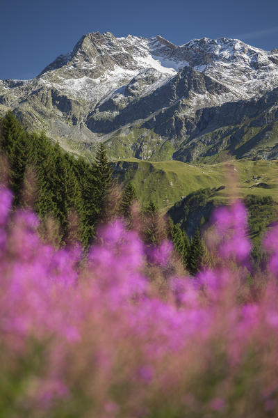 Willowherb (epilobium) blooming framing Suretta Group, located between Italy (Sondrio province, Lombardy, Italy, Europe) and Switzerland (Hinterrhein district, Graubunden, Europe).
View from Starleggia, Campodolcino, Spluga valley, Sondrio province, Lombardy, Italy, Europe