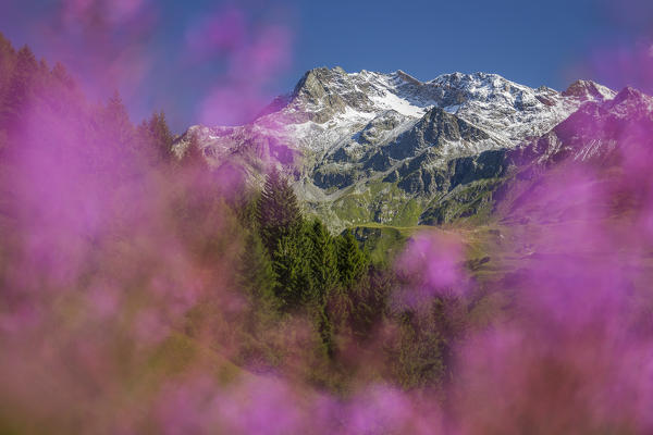 Willowherb (epilobium) blooming framing Suretta Group, located between Italy (Sondrio province, Lombardy, Italy, Europe) and Switzerland (Hinterrhein district, Graubunden, Europe).
View from Starleggia, Campodolcino, Spluga valley, Sondrio province, Lombardy, Italy, Europe