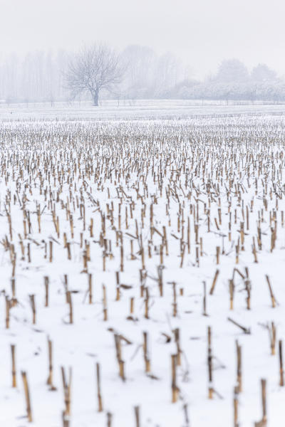 Fields of maize after a rare snowfall, Como province, Lombardy, Italy, Europe