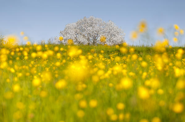 Buttercups (Ranunculus) flowers frame the biggest cherry tree in Italy in a spring time, Vergo Zoccorino, Besana in Brianza, Monza and Brianza province, Lombardy, Italy, Europe