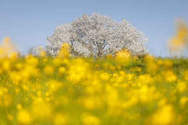 Buttercups (Ranunculus) flowers frame the biggest cherry tree in Italy in a spring time, Vergo Zoccorino, Besana in Brianza, Monza and Brianza province, Lombardy, Italy, Europe