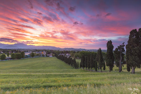 Sunrise on Viale dei Cipressi, Inverigo, Brianza, Como province, Lombardy, Italy, Europe