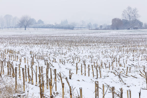 Fields of maize after a rare snowfall, Como province, Lombardy, Italy, Europe