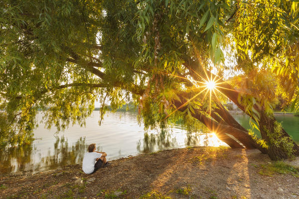Man sitting to admire the Salix Babylonica (Weeping Willow) at sunset, lake Pusiano, Pusiano, Como province, Brianza, Lombardy, Italy, Europe (MR)