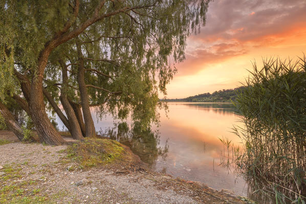 Salix Babylonica (Weeping Willow) at sunset on lake Pusiano, Pusiano, Como province, Brianza, Lombardy, Italy, Europe