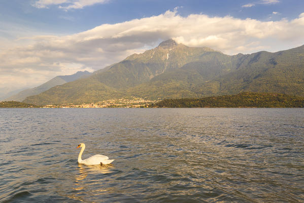 Sunset on Legnone mount from Domaso shore with swan, lake Como, Como province, Lombardy, Italy, Europe