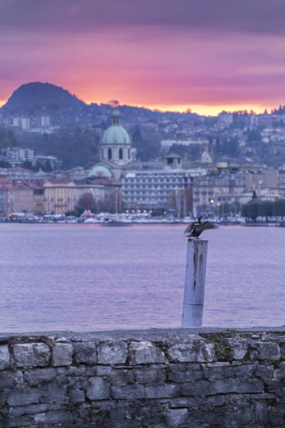 Fire sunrise on Como city with bird on mooring post, lake Como, Lombardy, Italy, Europe