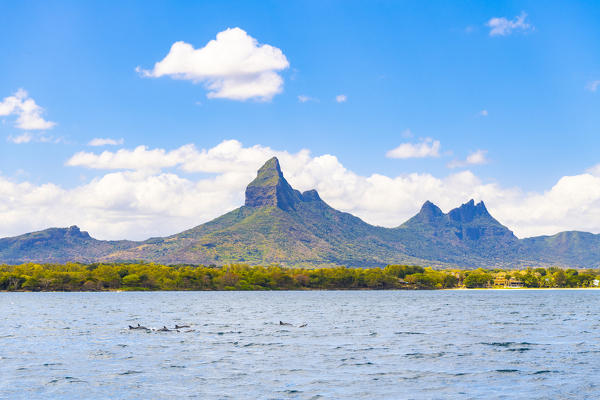 Dolphins Swimming in Tamarin bay, Rempart mountain in the background. Tamarin bay, Black River (Riviere Noire), Mauritius, Africa