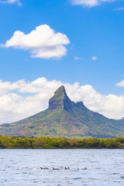 Dolphins Swimming in Tamarin bay, Rempart mountain in the background. Tamarin bay, Black River (Riviere Noire), Mauritius, Africa