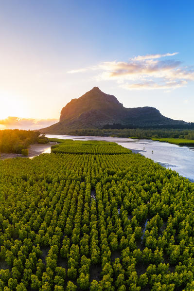 Aerial view of mangroves plantations and Le Morne Brabant mountain during the sunset. Le Morne, Black River (Riviere Noire), West coast, Mauritius