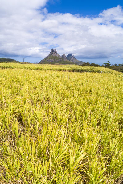 Aerial view of sugarcanes plantations with Rempart mountain and Trois mamelles mountain. Tamarin, Black River (Riviere Noire), West coast, Mauritius, Africa