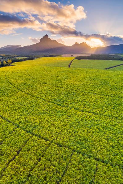 Aerial view of sugarcanes plantations with Rempart mountain and Trois mamelles mountain during the sunrise. Tamarin, Black River (Riviere Noire), West coast, Mauritius, Africa