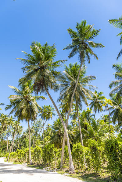 Palm trees, L'Union Estate park, La Digue, Seychelles, Africa