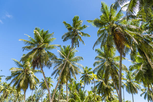 Palm trees, L'Union Estate park, La Digue, Seychelles, Africa