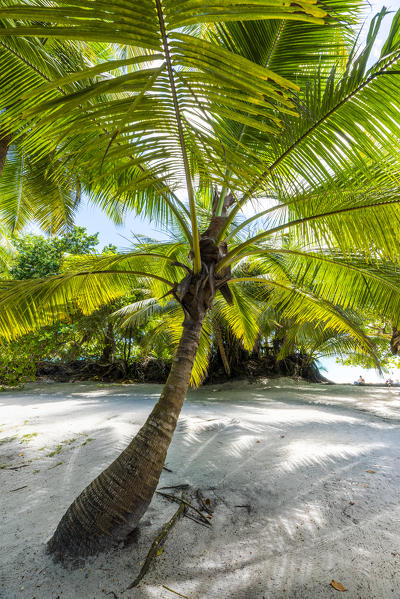 Anse Lazio beach, Praslin island, Seychelles, Africa