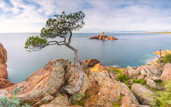 Close up of maritime pine on the Dramont coast and the île d'Or in the background at sunrise, Saint-Raphaël, Var department, Provence-Alpes-Côte d'Azur region, France