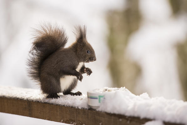 Wild squirrel into Plitvice Lakes National Park in winter, Plitvicka Jezera, Lika and  Senj County, Croatia