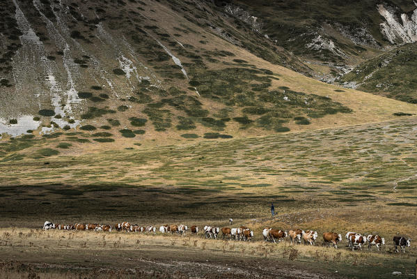 A queue of cows going to the farm, Campo Imperatore, L'Aquila province, Abruzzo, Italy, Europe