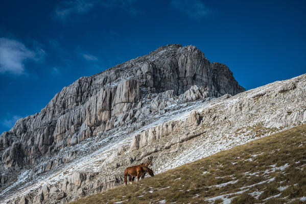 Wild horses grazing in the mountains, Campo Imperatore, L'Aquila province, Abruzzo, Italy, Europe
