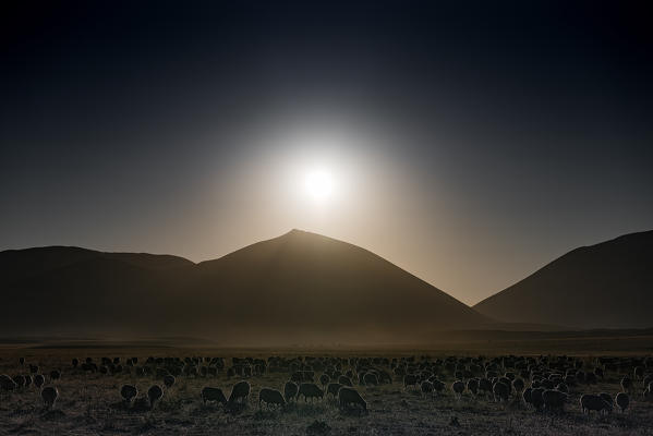 Sheep flock grazing near the farm, Campo Imperatore, L'Aquila province, Abruzzo, Italy, Europe