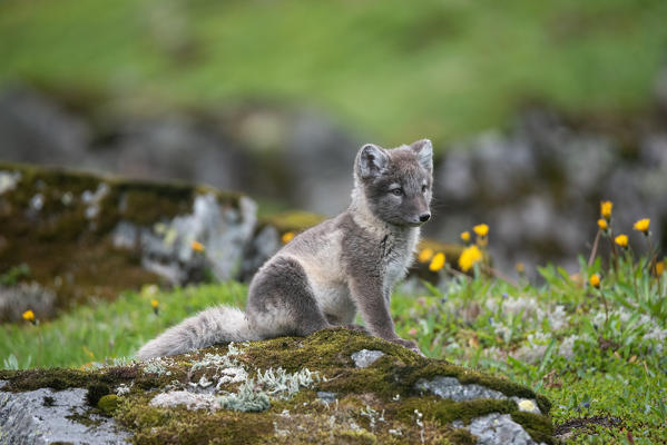 Baby arctic fox on the West Fjords. Hornstrandir, Iceland
