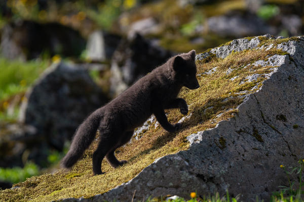 Baby arctic fox on the West Fjords. Hornstrandir, Iceland