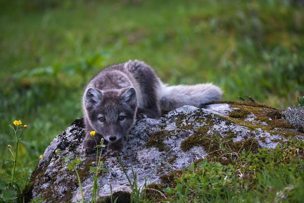 A curious arctic fox on the West Fjords. Hornstrandir, Iceland