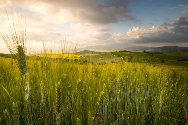 Grain fields in Orcia Valley, Pienza district, Tuscany, Italy.