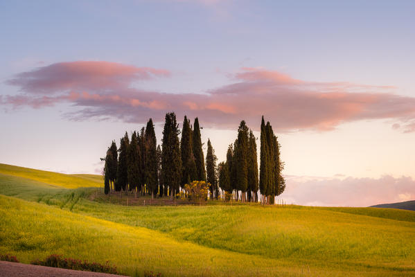 Cypresses at sunset in Orcia Valley. Siena district, Tuscany, Italy. 