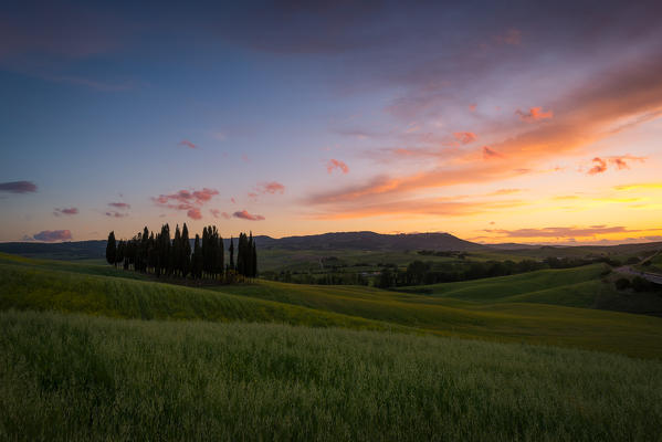 Cypresses at sunset in Orcia Valley. Siena district, Tuscany, Italy. 