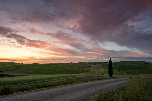Cypress at sunset in Orcia Valley. Siena district, Tuscany, Italy.
