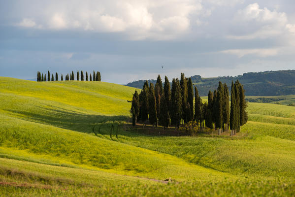 Cypresses in summer on mild hills in Orcia Valley. Siena district, Tuscany, Italy. 