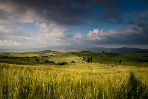 Green fields near Penza town, Tuscany, Siena province, Central Italy