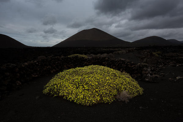 A green bush on the black volcanic sand, Timanfaya National Park, Lanzarote, Canary island, Spain, Europe